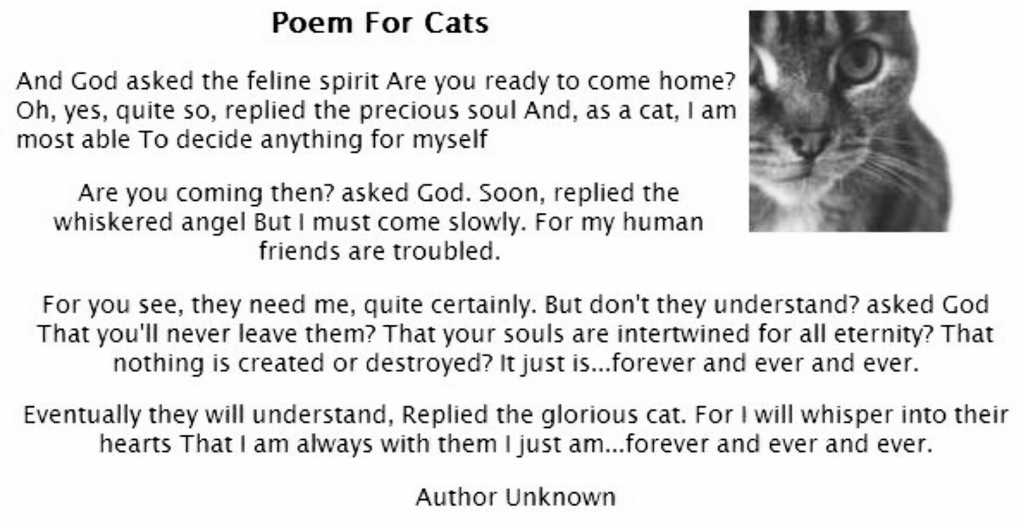Poem on the of our cat